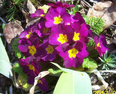 100_6829 Primel magenta.jpg