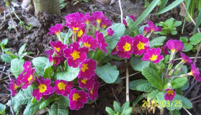 100_6830 Primel pink auf Stiel mit Rand.jpg