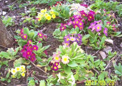 100_6832 Primel unterm Blutpfirsich.jpg