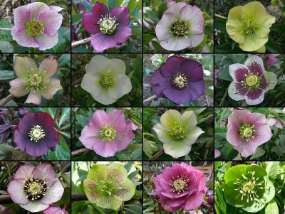 helleborus_2017.jpg