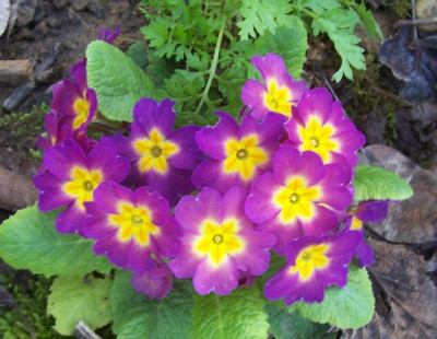 100_6833 Primel violett.jpg