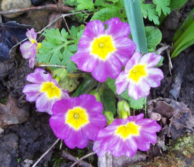 100_6834 Primel verwischtes violett.jpg