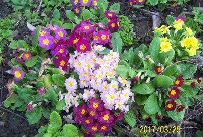 100_6836 Primel Kunterbunt.jpg