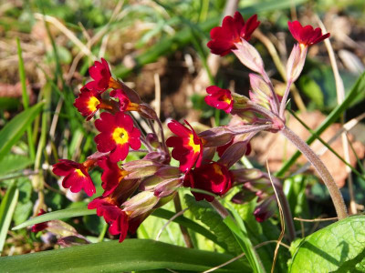 Primula veris Rot P3250048.JPG