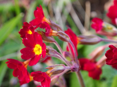 Primula veris Rot P3250075.JPG