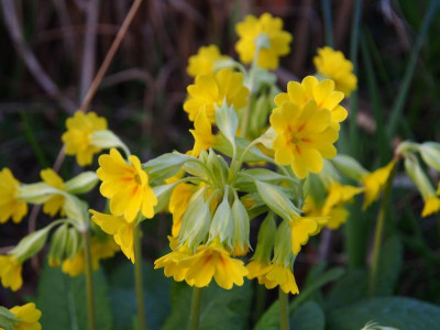 Primula veris P3250078.JPG