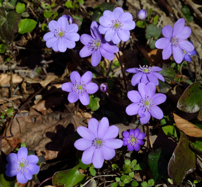 DSC_6863-Leberblümchen-flieder_007.JPG