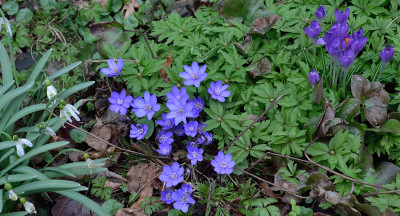 DSC_6855-Leberblümchen-Krokus_001.JPG