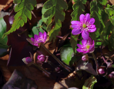 DSC_6857-Leberblümchen-violett_003.JPG