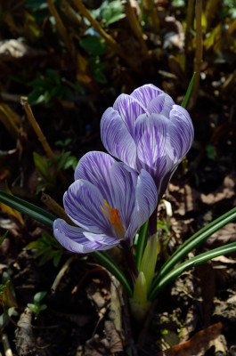 DSC_6873-Krokus-Steifling_010.JPG