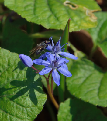 DSC_6875-Scilla bifolia-Fliege_011.JPG
