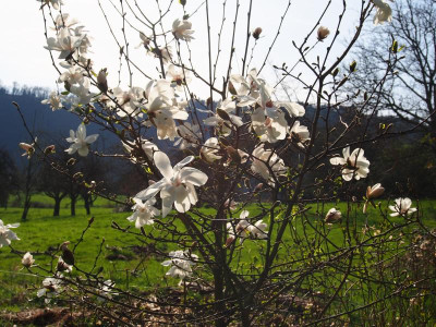 Magnolia x loebneri 'Merrill' P3250062.JPG