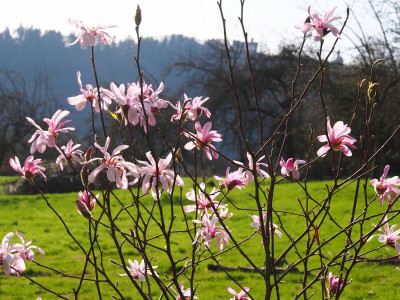 Magnolia x loebneri 'Leonard Messel' P3250061.JPG