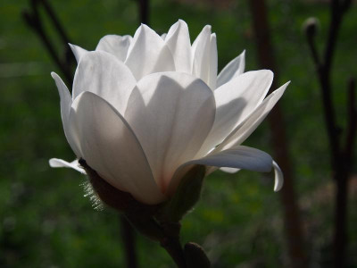 Magnolia x loebneri 'Mag's Pirouette' P3250058.JPG