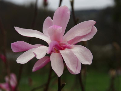 Magnolia x loebneri 'Leonard Messel' P3220034.JPG