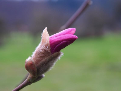 Magnolia x loebneri 'Leonard Messel' P3190128.JPG