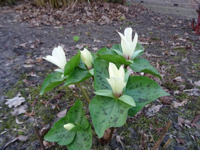 Trillium Western Sessile Hybrid March 2017 1.jpg