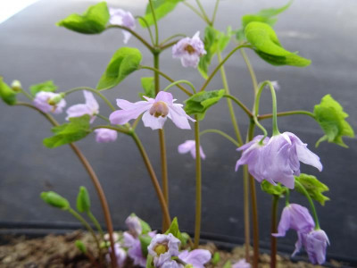 Ranzania japonica März 2017.JPG