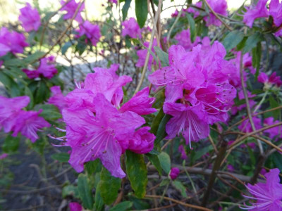Rhododendron Ostara März 2017.JPG