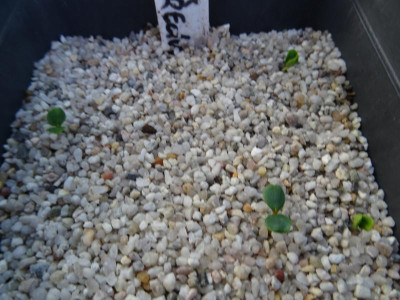 Sorbus reducta Germination März 2017.JPG