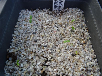 Amelanchier alnifolia Germination Mrz 2017.JPG