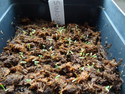 Rhododendron sino-falconeri Germination März 2017.JPG