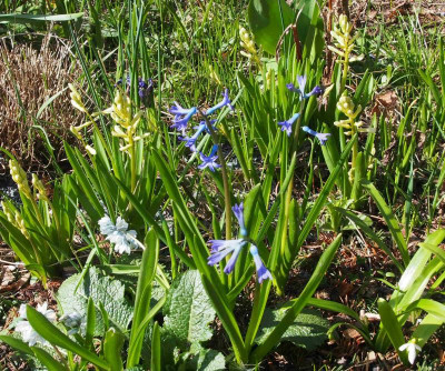 Hyacinthen wildförmig 2017.jpg
