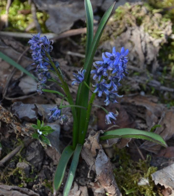 Scilla.17-2.jpg