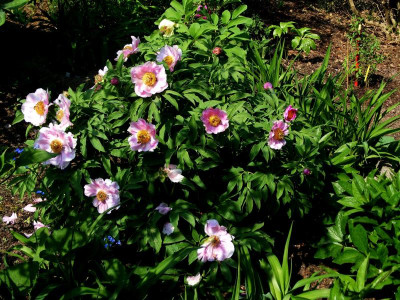 Gartenjahr 2011 283.jpg