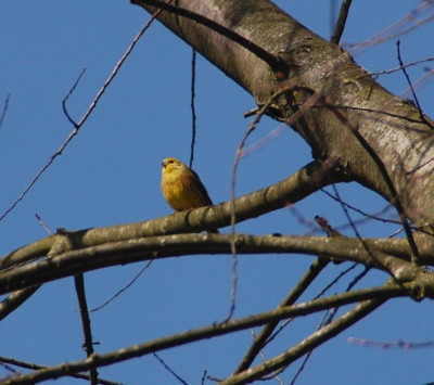 DSC_9365b.jpg