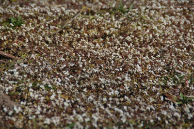DSC_9370.JPG