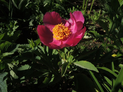 P.arietina.JPG