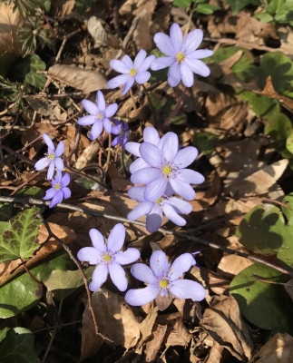 Hepatica A 03-2017.jpg