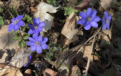 Hepatica B 03-2017.jpg