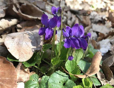 Viola 03-2017.jpg