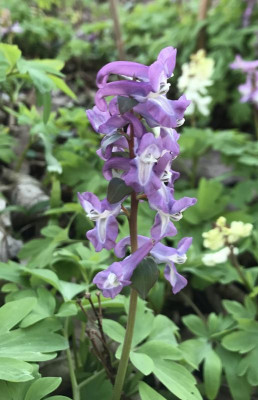 Corydalis violett 03-2017.jpg
