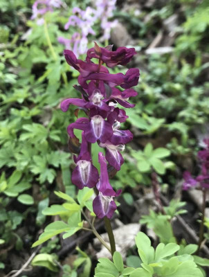 Corydalis dunkel 03-2017.jpg