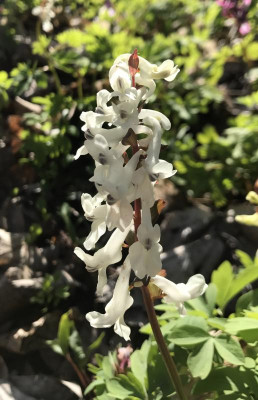 Corydalis weiss 03-2017.jpg