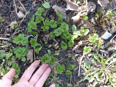 2017-03-26 Isopyron thalictroides.jpg