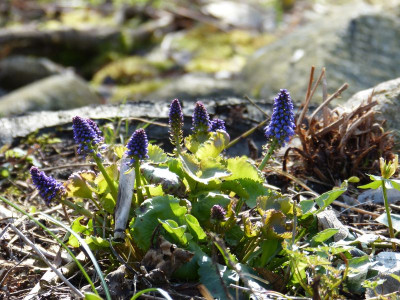 2017-03-26 Synthyris stellata.jpg
