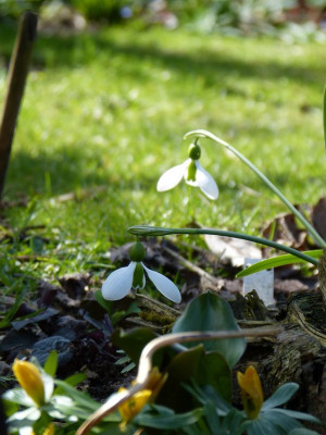 2017-03-26 Galanthus 'Merlin'.jpg