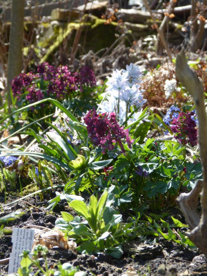 2017-03-26 Gartenimpressionen 1.jpg