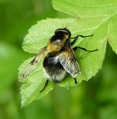 Volucella_bomylans_spec_-_Hummelschwebfliege_01.jpg