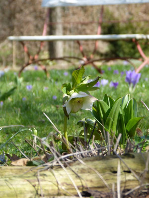 2017-03-26 Gartenimpressionen 2.jpg