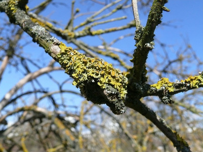 b2603115_800_Xanthoria_parietina.jpg