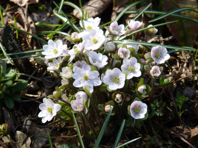 2017-03-26 Hepatica 'Typ Sanssouci'.jpg
