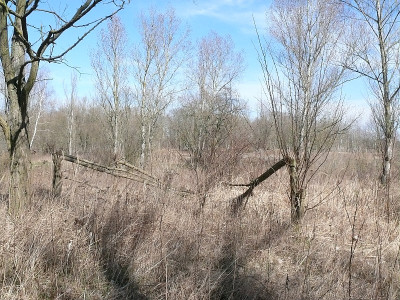 b2603153_800.jpg