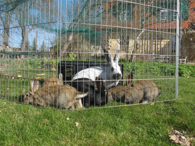 Kaninchen 26.3.17 ue.JPG