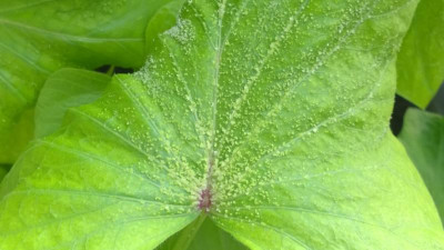 ipomoea_1.jpg