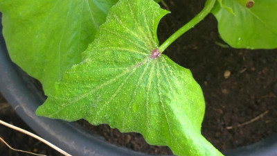 ipomoea_2.jpg